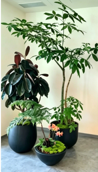 余姚绿植租摆维护-奉化绿化养护市场竞争-宁波花卉租摆优惠-慈溪花卉租赁管理